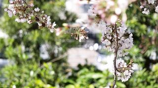 SONE-405 After 27 years as a teacher, I almost threw my life away for the sweet courtship of my most beautiful student. Ayaka Kawakita Reducing Mosaic JAV
